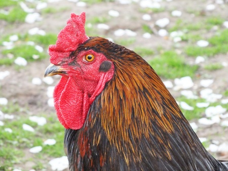 Cock Runs on a lawnの写真素材