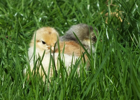 naturally reared little happy chickens chicksの写真素材