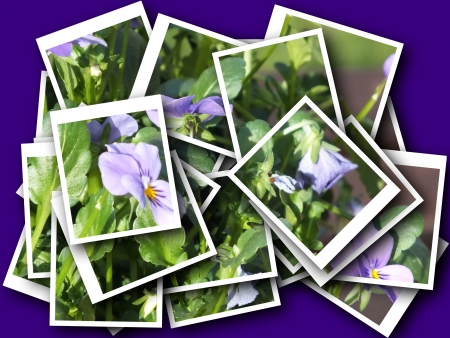 collage of beautiful delicate flowerの写真素材