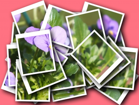 collage of beautiful delicate flowerの写真素材