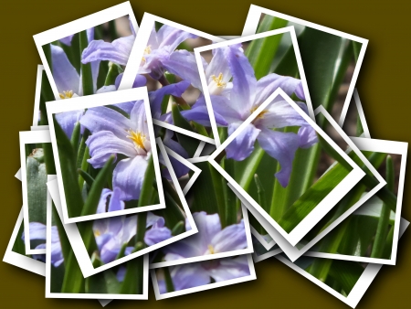 collage of beautiful delicate flowerの写真素材