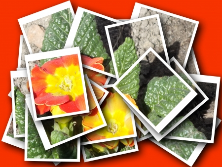 collage of beautiful delicate flowerの写真素材