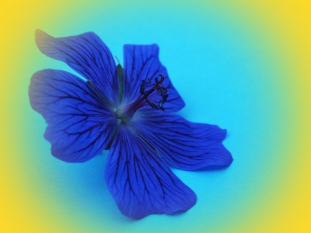 single blossom colorful, modern, abstract set in sceneの写真素材