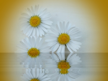 single blossom colorful, modern, abstract set in sceneの写真素材