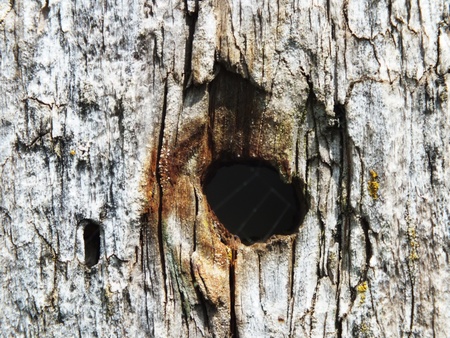 signed by the weather as old wood background