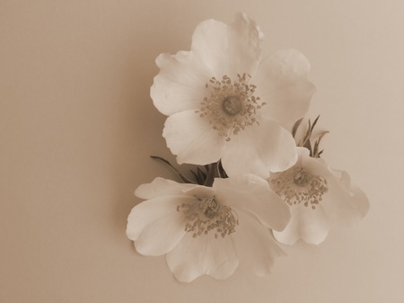 single blossom colorful, modern, abstract set in sceneの写真素材