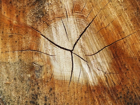 old wood