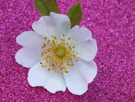 single blossom colorful, modern, abstract set in sceneの写真素材