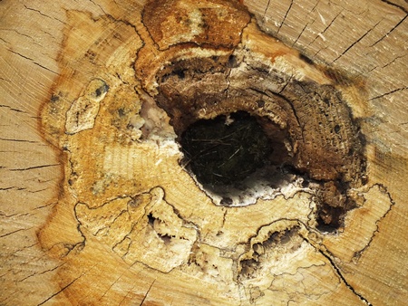 old wood