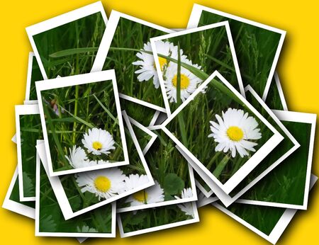 single blossom colorful, modern, abstract set in sceneの写真素材