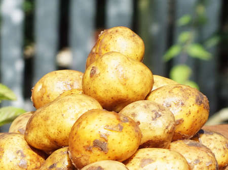 bio young boiled potatoes with parsley on a oak boardの写真素材