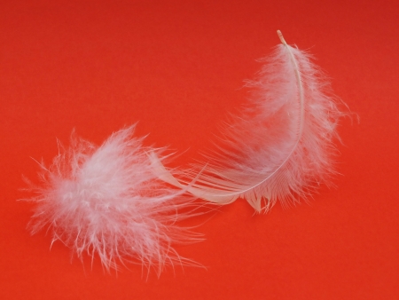 Elegant featherの写真素材