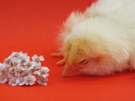 living chicken chicksの写真素材