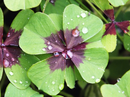 Oxalis tetraphylla, wet from rain, four leaves clover, lucky charms