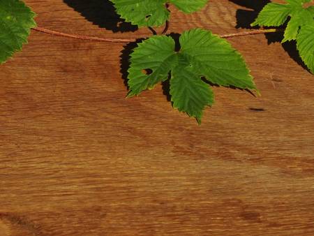 table decoration with German hops and oak boardの写真素材