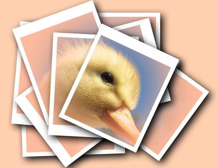 fluffy newborn ducklingsの写真素材