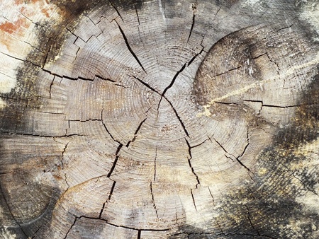 signed by the weather as  old wood background
