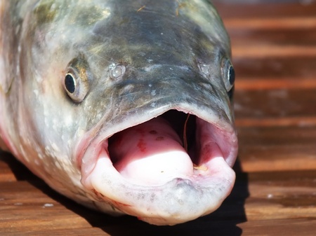 Aspius aspius ,very large predatory freshwater fish just caught on the garden tableの写真素材