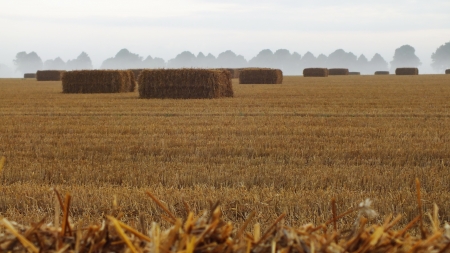 Lane on the morning misty meadow, germanyの写真素材