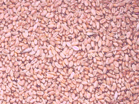 many individual wheat grains, close upの写真素材