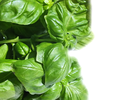 Fresh Basil Leaves close-up backgroundの写真素材