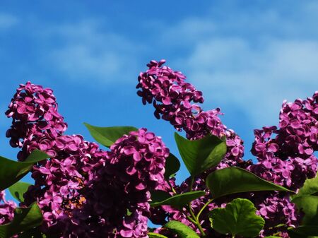 bunch of lilac flowerの写真素材