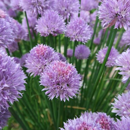 Allium schoenoprasumchives, a purple flowering plant and a spice herbの写真素材