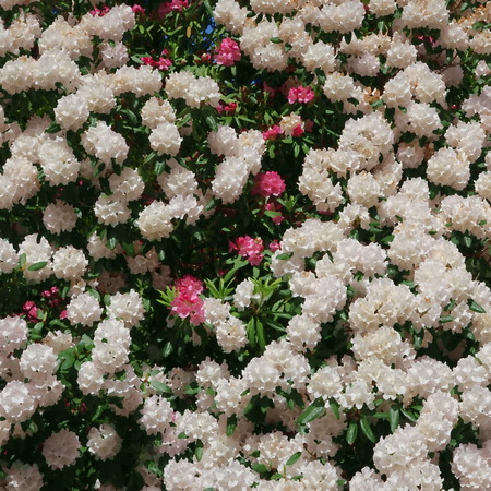many colorful flowers bloom in May from rhododendronの写真素材