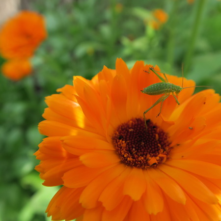 Calendula officinalis,orange flower that blooms in summer and has healing propertiesの写真素材