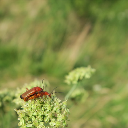 a beetle in the pairing on the highly toxic Heracleum mantegazzianum