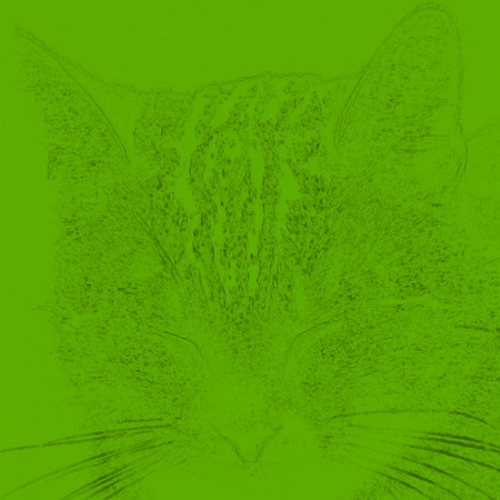 Voted drawn head of a small cat colorの写真素材