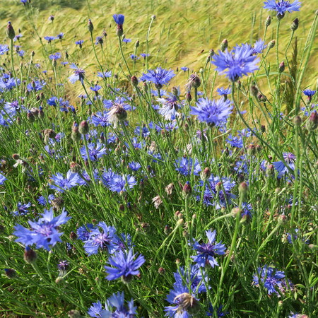 Blue Centaurea cyanus, cornflowers, blooming in the summer in northern Germany on the edges of meadows and fieldsの写真素材