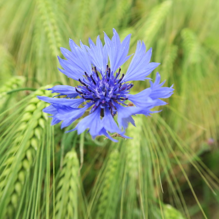Blue Centaurea cyanus, cornflowers, blooming in the summer in northern Germany on the edges of meadows and fieldsの写真素材