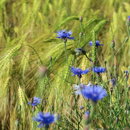 Blue Centaurea cyanus, cornflowers, blooming in the summer in northern Germany on the edges of meadows and fieldsの写真素材