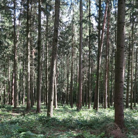 trees with green leaves in the forest in summer in northern Germany