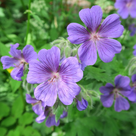 Geraniaceae, blue flowering perennial in summerの写真素材