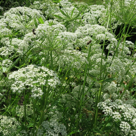 Aegopodium podagraria, plant, weed edible, multiply