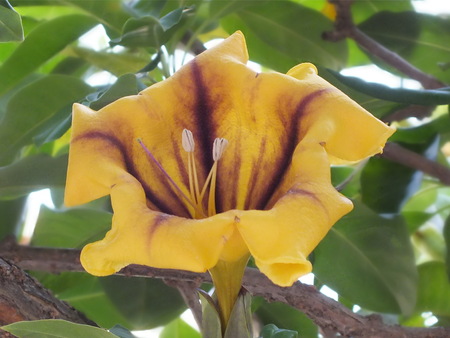 Campsis, trumpet flower, wrestles with huge flowersの写真素材