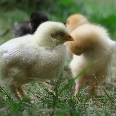 chicken chick, cute, lively, freshly born on the 1st outing with the mother on the farmの写真素材