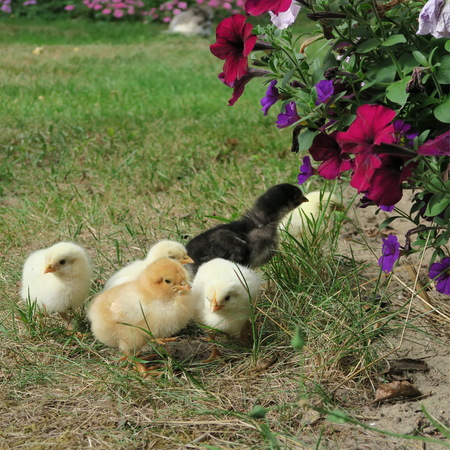 chicken chick, cute, lively, freshly born on the 1st outing with the mother on the farmの写真素材