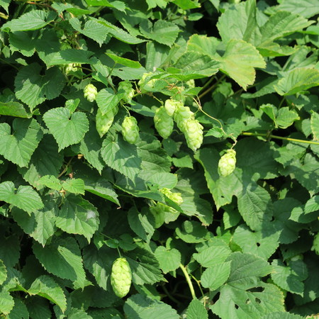Humulus lupulus, hops, flowers for beer brewing