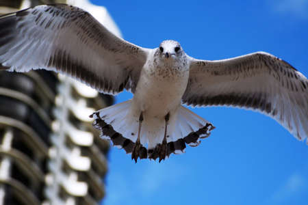 seagull in mid flight with highrise backgroundの写真素材