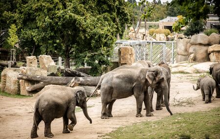 Elephant family in Zooの写真素材