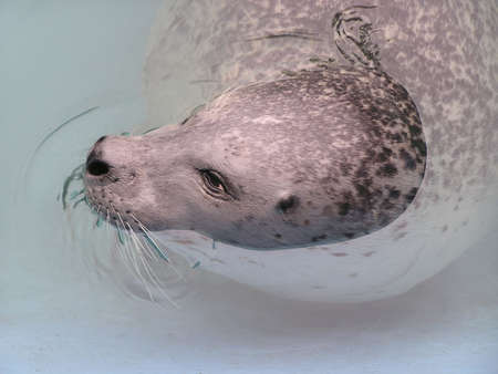 Harbour seal head close up just merging from water, Canada