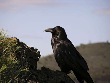 close up view of a proud raven in Idaho on a blur backgroundの写真素材