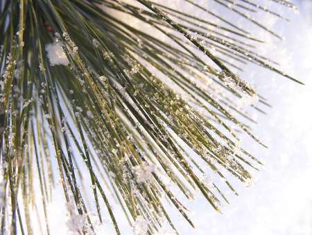 Pine needles on snow - macro pictureの写真素材