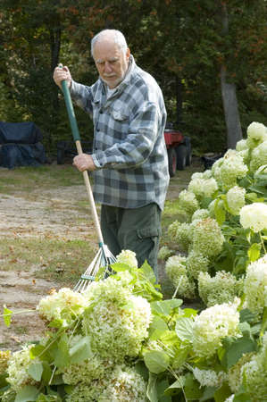 Gardener elderly man raking his gardenの写真素材