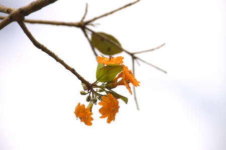 Tropical orange flower from Yucatan country, Mexico. Useful background, focus on the back flowerの写真素材