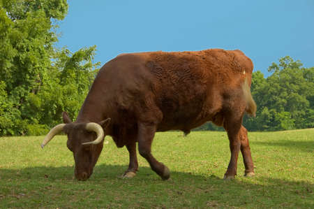Bison on move, being farmed for low fat meat in Washington, DC, USAの写真素材