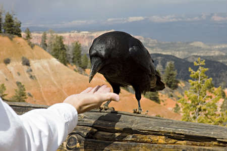 Close up of a great raven in Bryce Canyon, USA,  eating on tourist hand.の写真素材